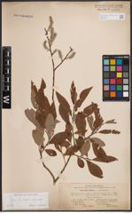 Foto von Salix caprea L. x Salix cinerea L.